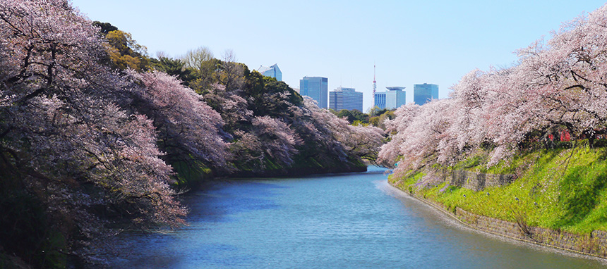 都内の桜の名所を歩いてみたら、歴史について考えさせられた。